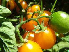 گوجه گالاپاگوس